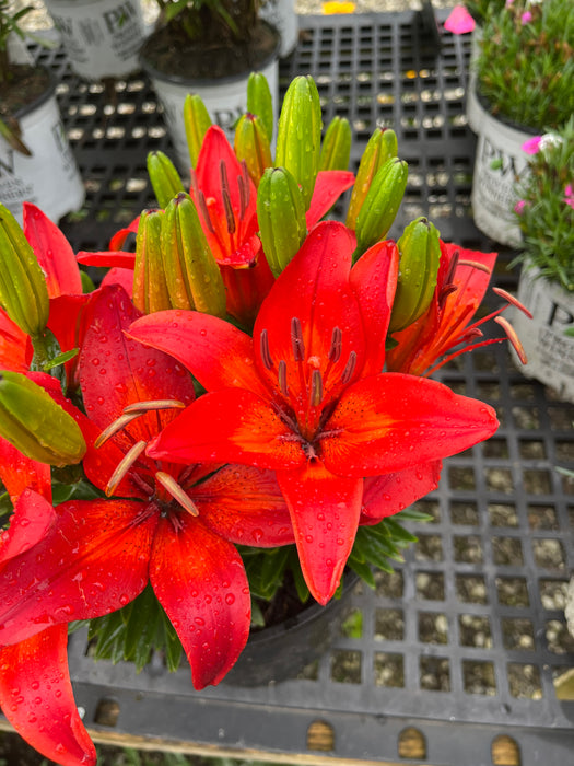 Matrix Asiatic Lily