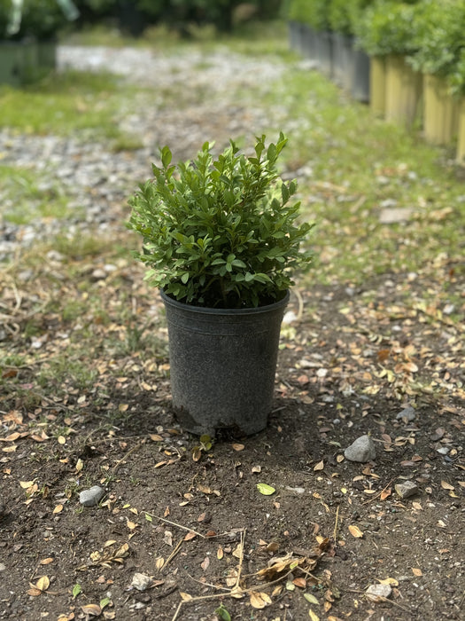 Green Velvet Boxwood