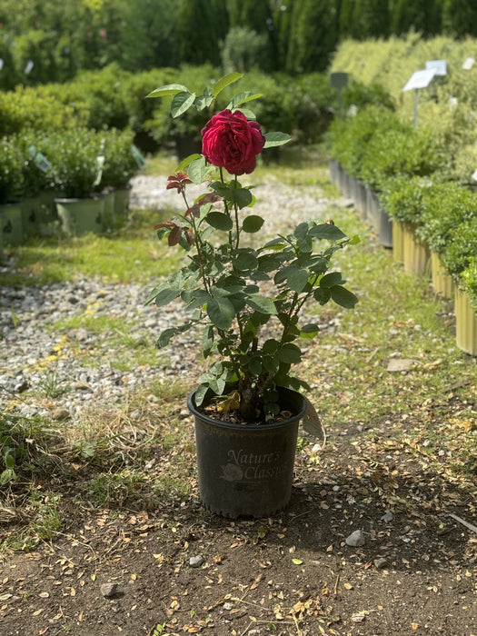 Chrysler Imperial Rose