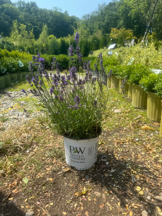 sweet lavender plant Sweet Romance Lavender