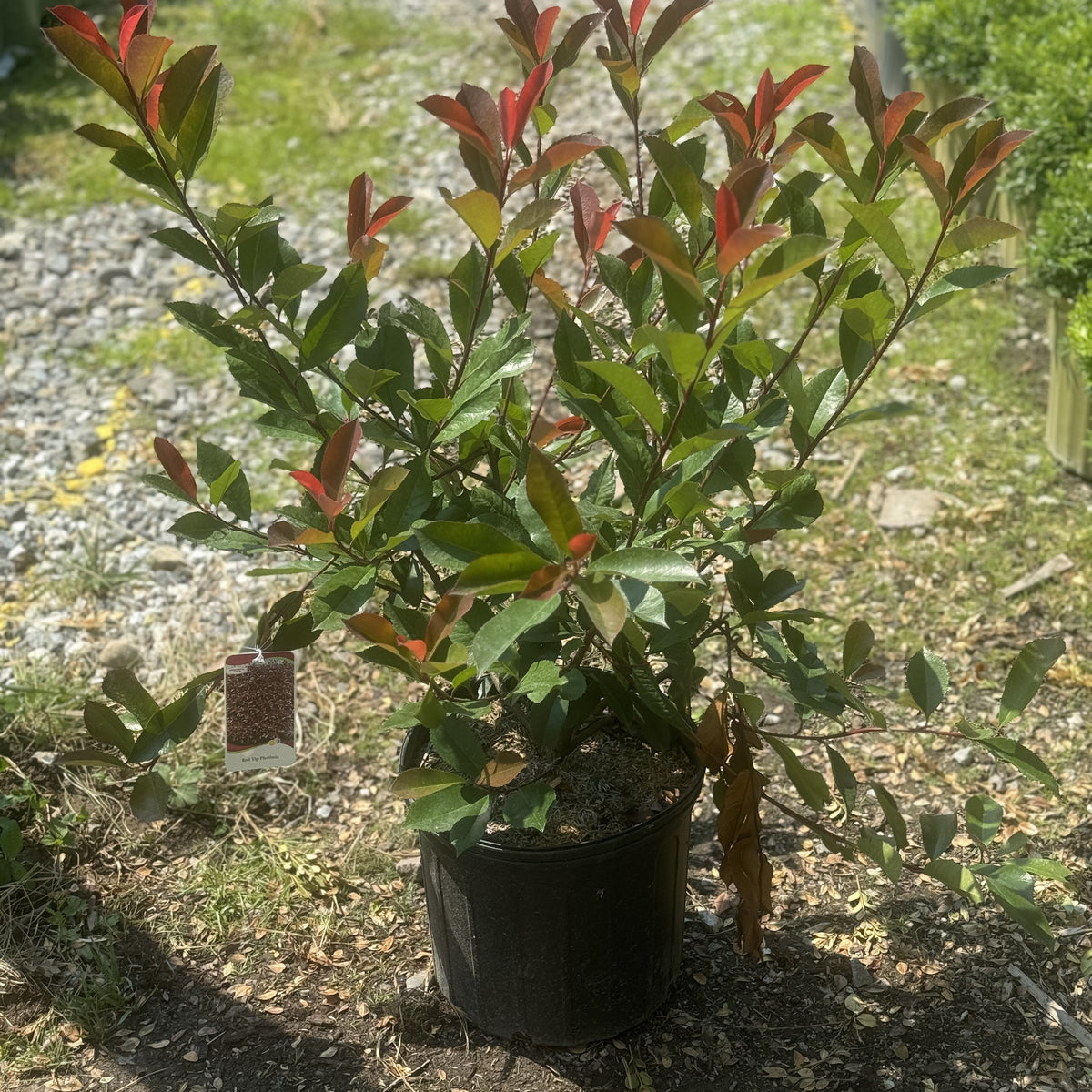 Red Tip Photinia For Sale Online!