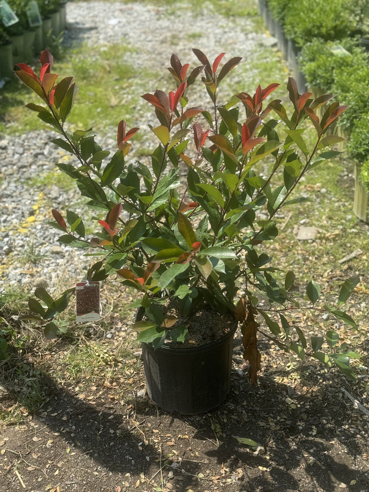 Red Tip Photinia For Sale Online! | Great Red Color!  Gardens of the World