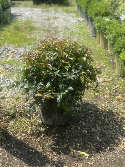 Red Tip Photinia