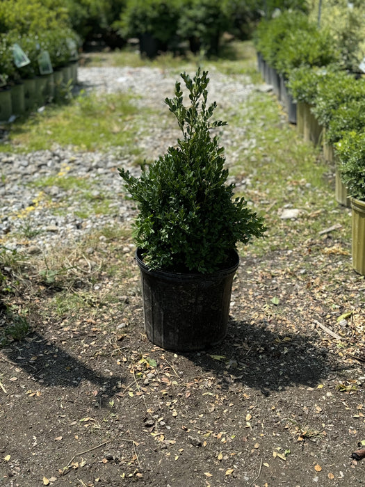 Green Mountain Boxwood