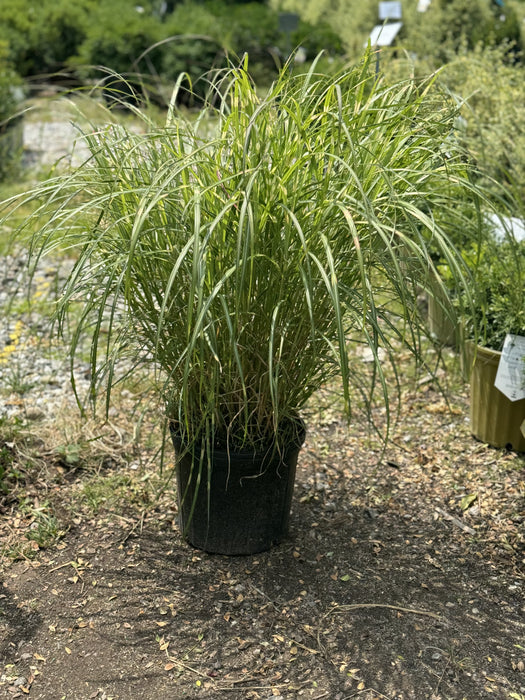 Little Zebra Dwarf Japanese Silver Grass