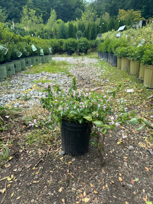 Shell Pink Dead Nettle