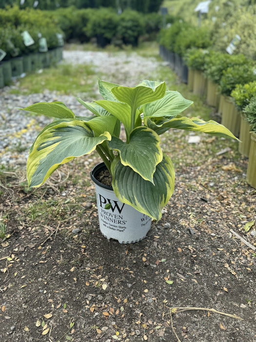 Shadowland® Wu-La-La Hosta