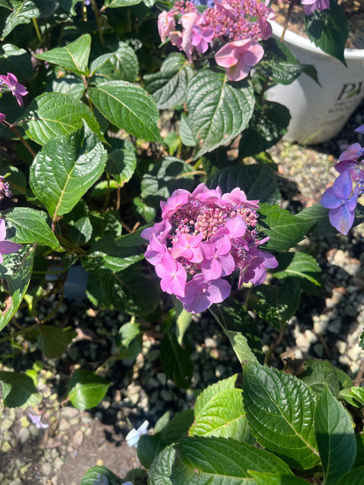 Endless Summer® Pop Star® Hydrangea