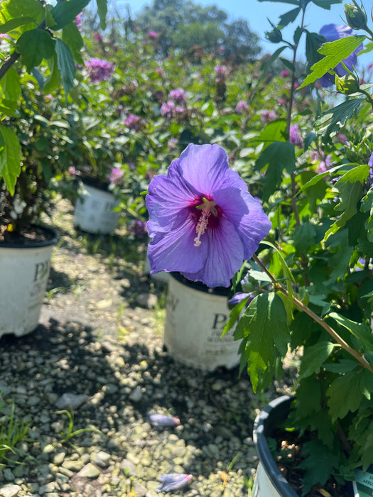 Paraplu Violet® Rose of Sharon