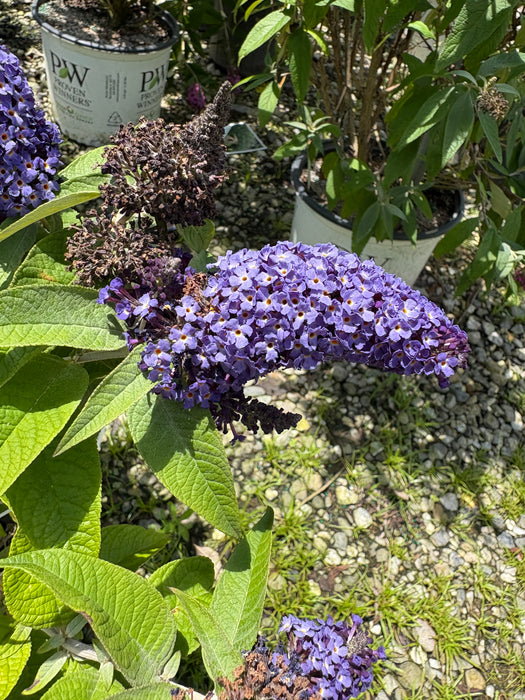 Pugster Blue® Butterfly Bush