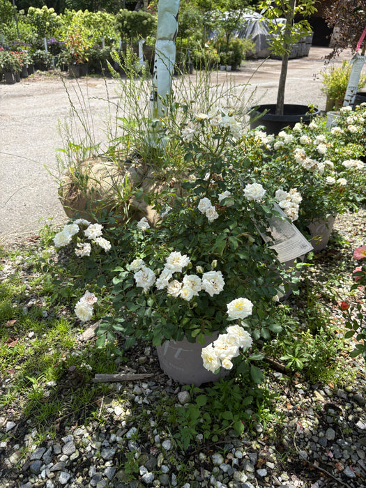 White Drift Rose