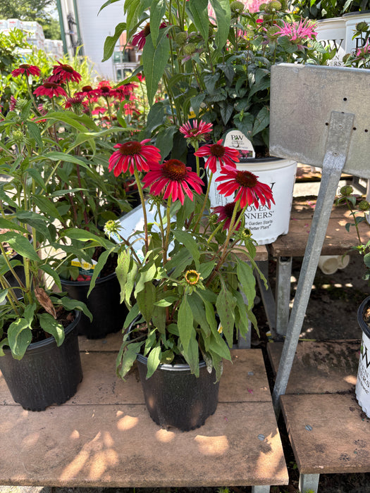Sombrero® Baja Burgundy Coneflower