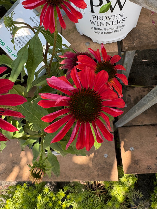 Sombrero® Baja Burgundy Coneflower