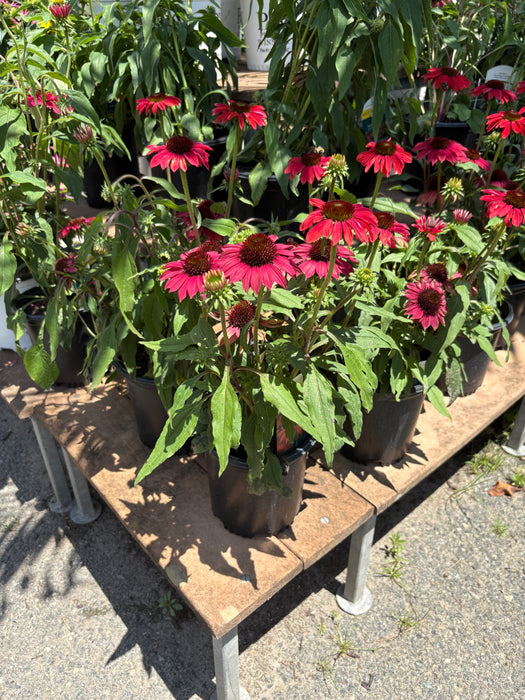 Sombrero® Tres Amigos Coneflower
