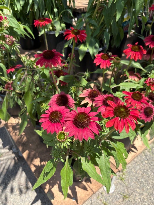 Sombrero® Tres Amigos Coneflower