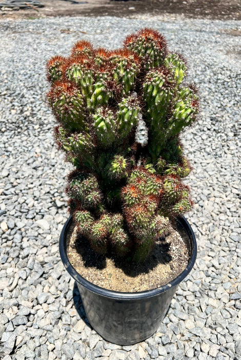 Monstrose Apple Cactus