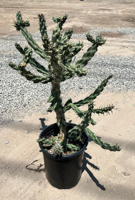 Jumping Cholla