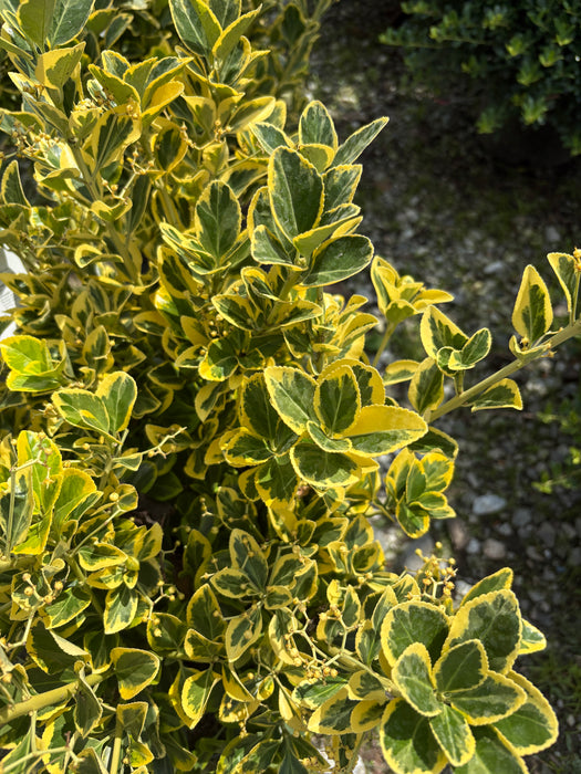 Golden Euonymus