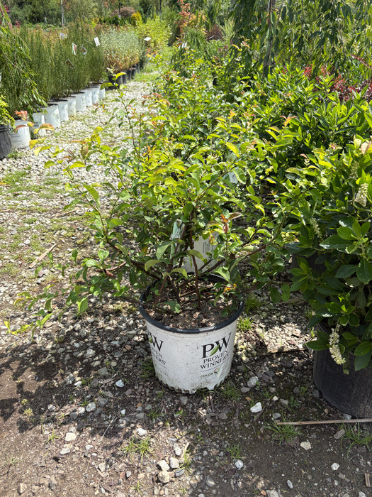 Double Take Eternal White® Flowering Quince