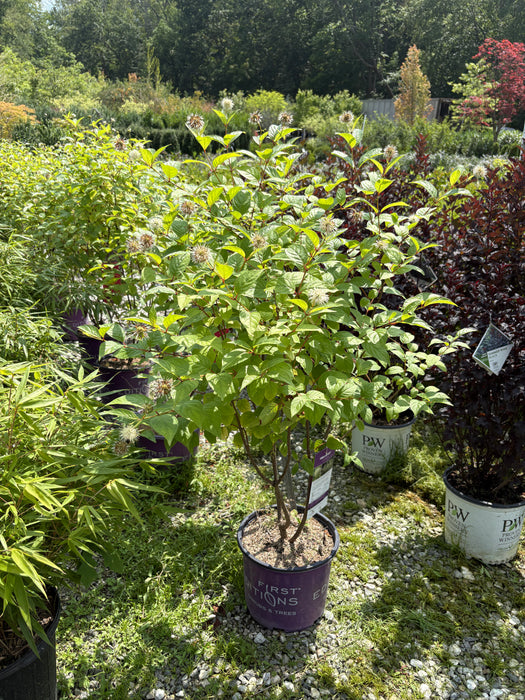Fiber Optics Buttonbush (Cephalanthus)