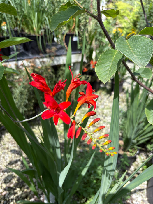 Lucifer Montbretia Crocosmia