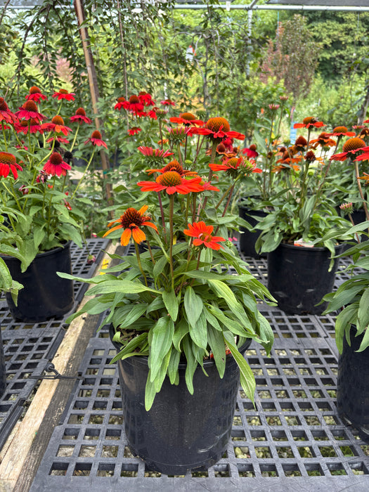 Kismet Intense Orange Coneflower