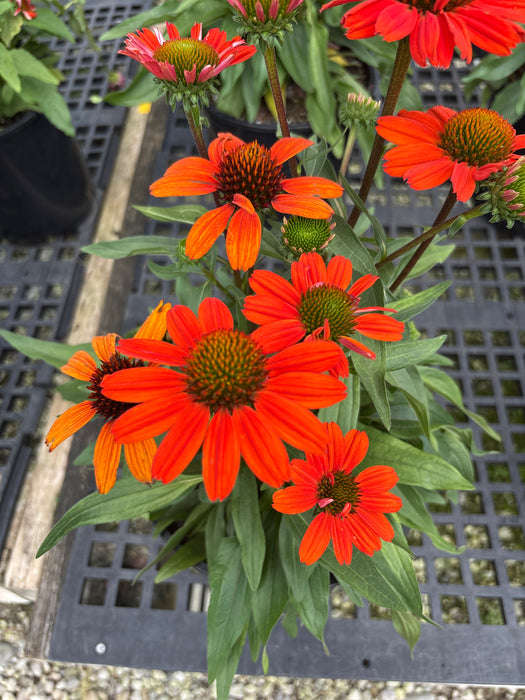 Kismet Intense Orange Coneflower