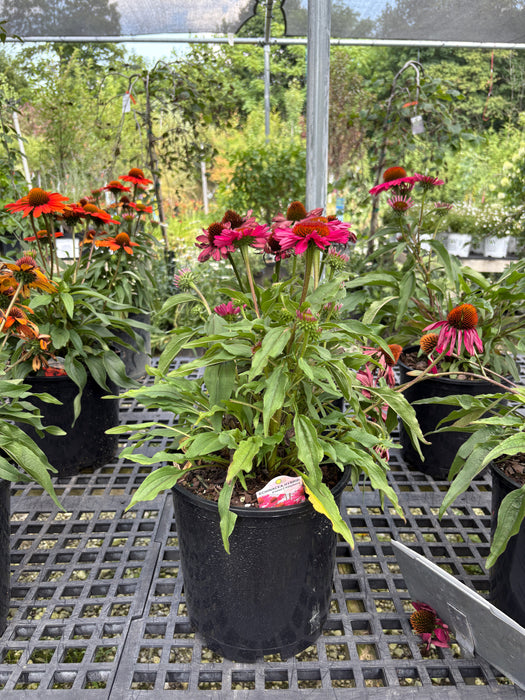 Kismet Raspberry Coneflower