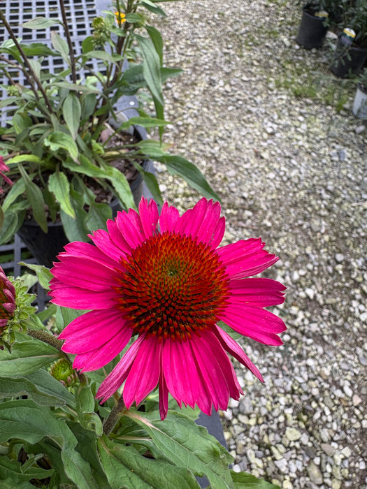 Kismet Raspberry Coneflower
