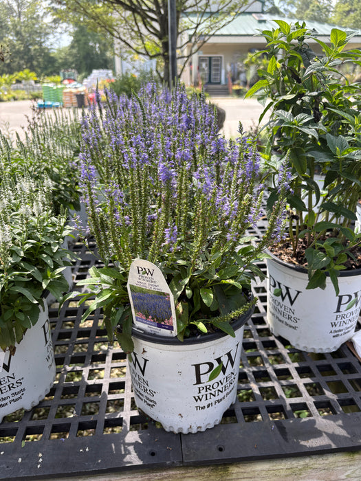 Magic Show Wizard of Ahhs Spike Veronica