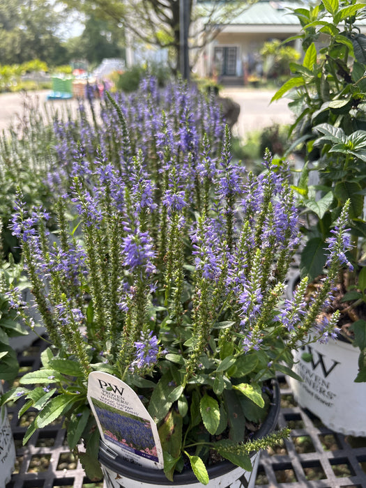 Magic Show Wizard of Ahhs Spike Veronica