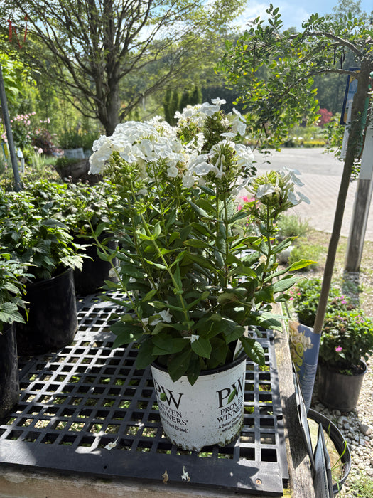 Luminary® Backlight Phlox