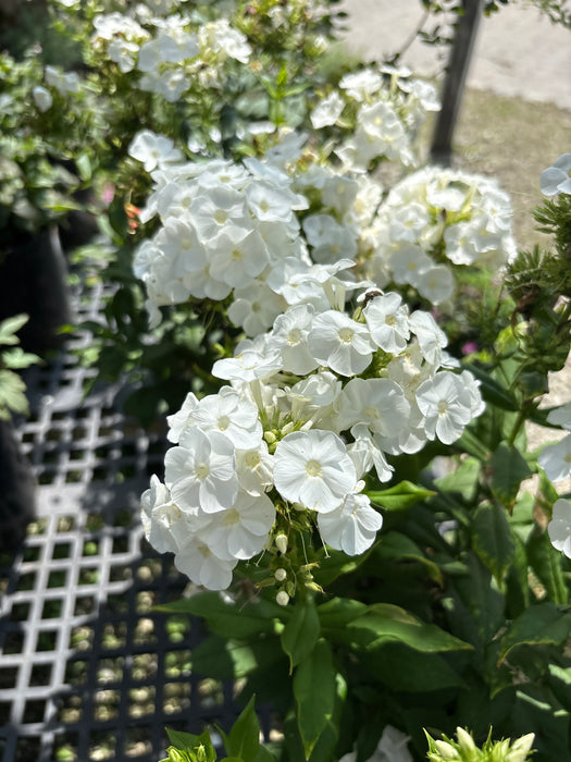 Luminary® Backlight Phlox