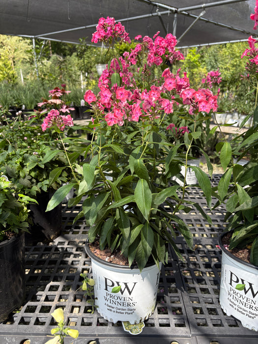 Luminary® Pink Lightning Phlox