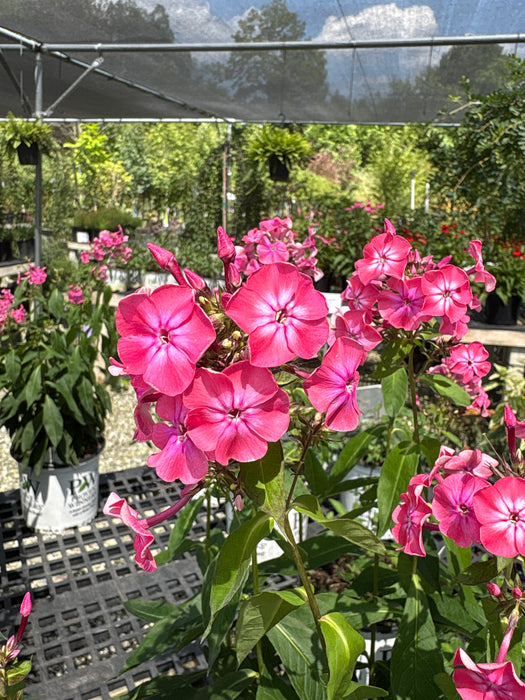 Luminary® Pink Lightning Phlox