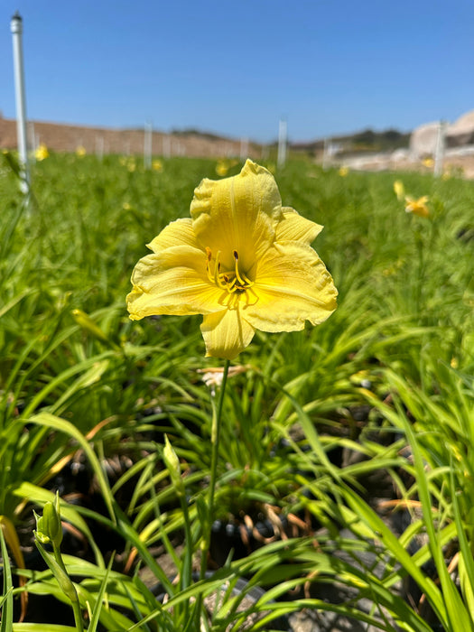 Lemon Yellow Daylily