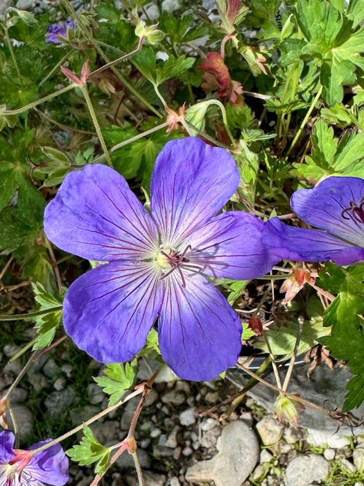 Rozanne Geranium
