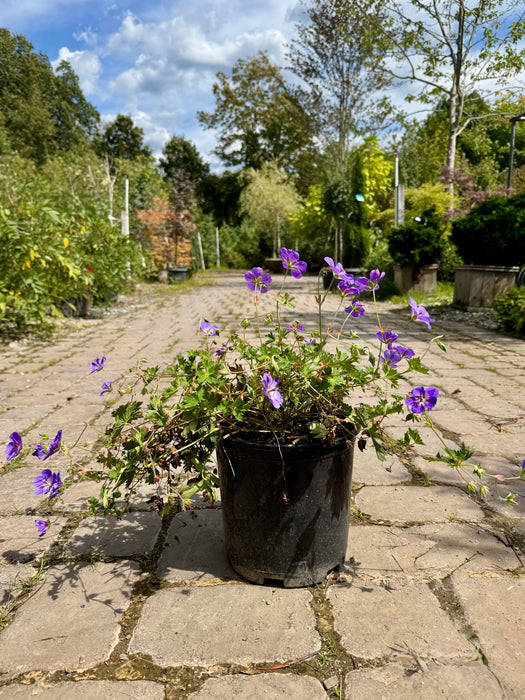 Rozanne Geranium