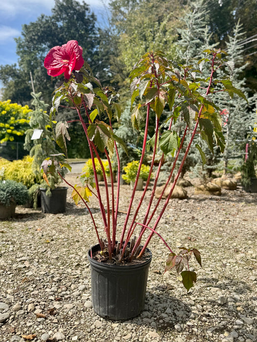 Mars Madness Rose Mallow Hibiscus