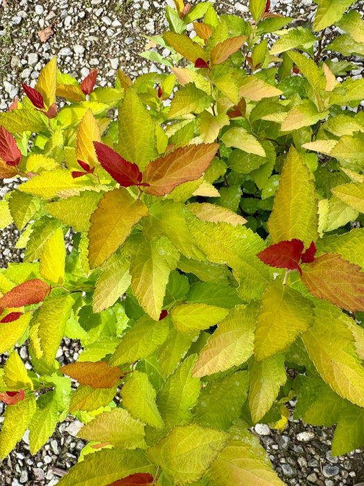 Double Play® Candy Corn® Spirea