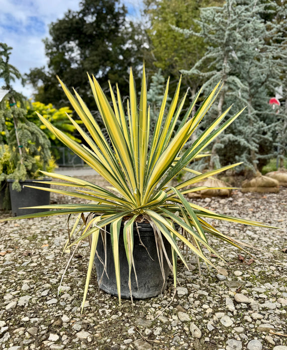 Color Guard Yucca