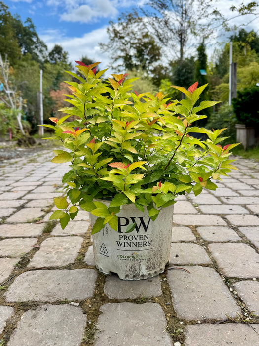 Double Play® Candy Corn® Spirea