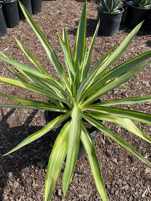 Jewel Yucca