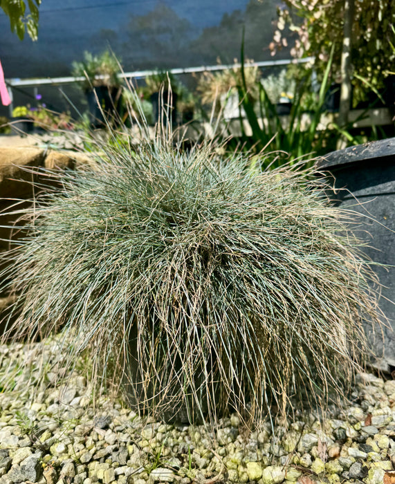 Beyond Blue Fescue