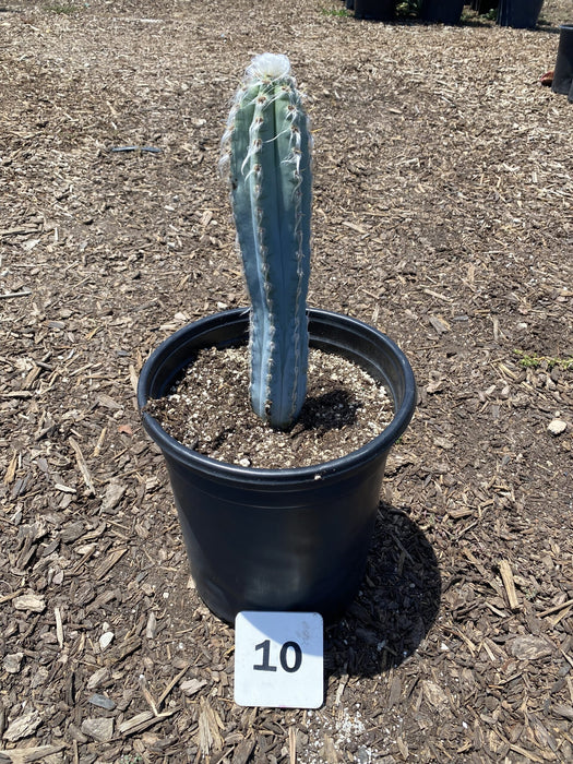 Blue Torch Cactus