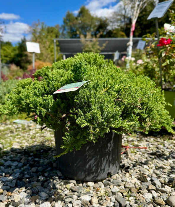 Dwarf Japanese Garden Juniper
