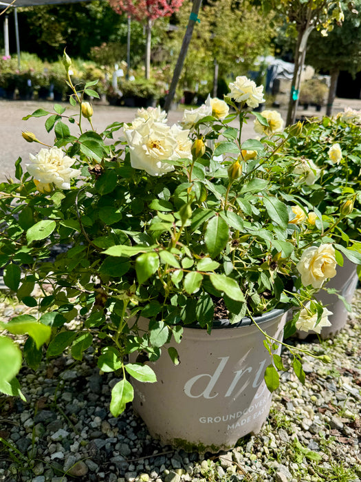 Buttercream Drift® Rose