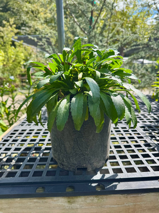 Snowcap Shasta Daisy