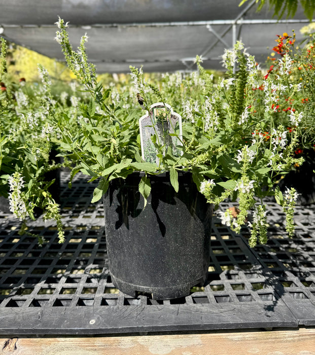 Snow Hill Salvia