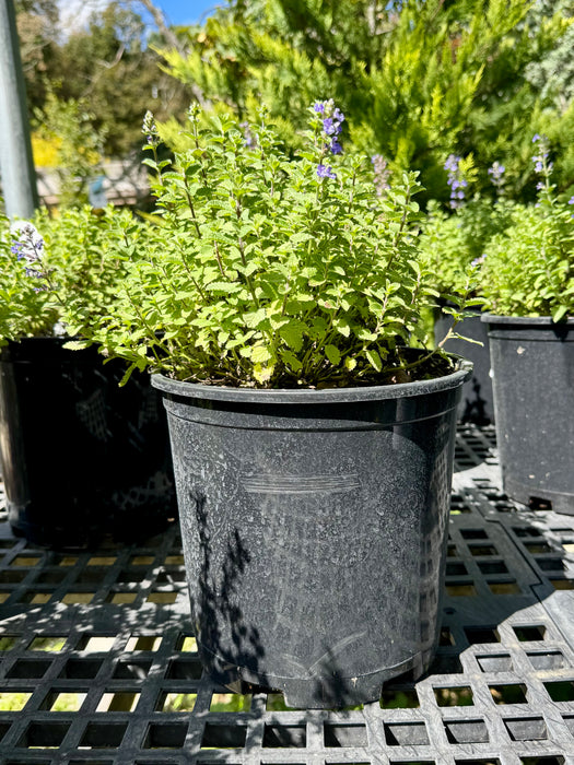 Purrsian Blue Catmint